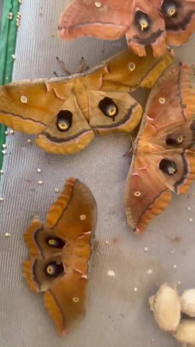 Polyphemus party