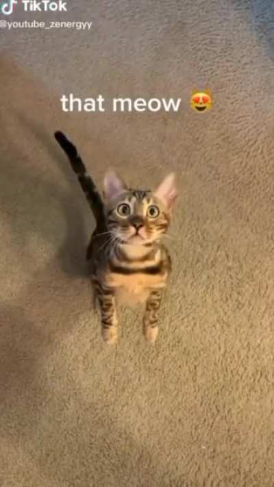 Cat shocked by tape measure.