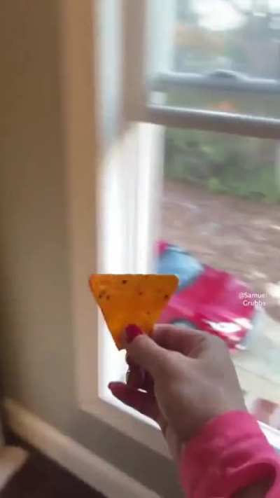 perfectlycutscreams - Video #6051