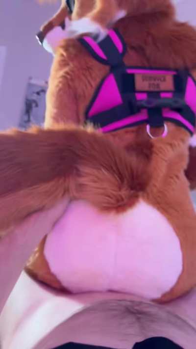 Good service fox bouncing on your lap 😘