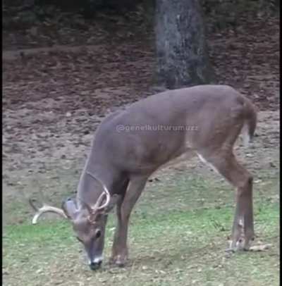 Deer reflexes aren't from this world