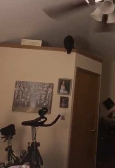 Not the wisest cat