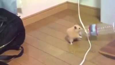 Momento hamster🐹
