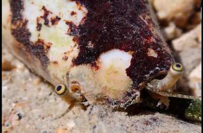 Strawberry conch curiously poking out its eyes to see what has approached its shell