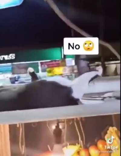 German cat