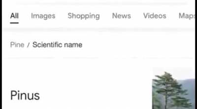 The genus is…..