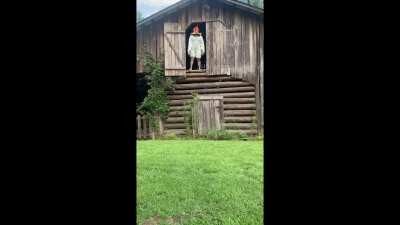 Chickens suck