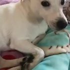 Moderat-hund