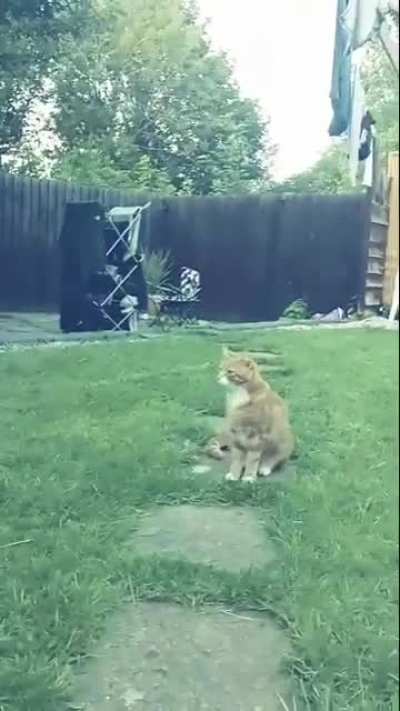 A cat stand off in my garden