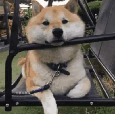 Doge on weekend