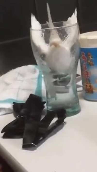 WCGW going in for a drink