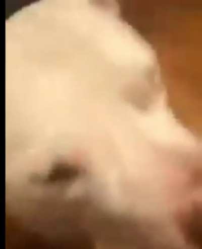 Dog wanted his damn jelly beans