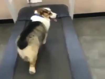 Funny Corgi Dog video ..