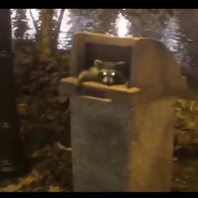 Raccoons from Chicago be like...