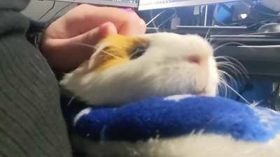 Little Miss Clementine, my emotional support potato.