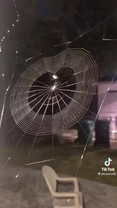 Spider spinning it’s web! Credit @dinaoren0 on TikTok