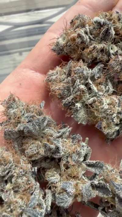 Blueberry from seed