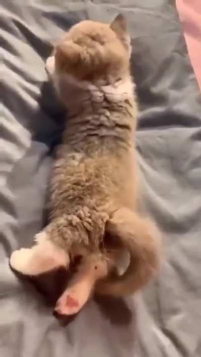 Sleepy Beans