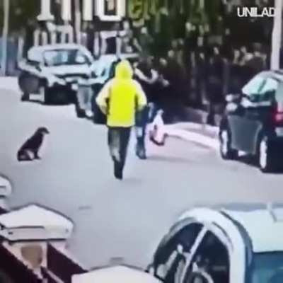 Dog saves the day!