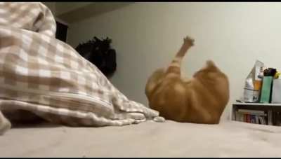 Cats are majestic creatures