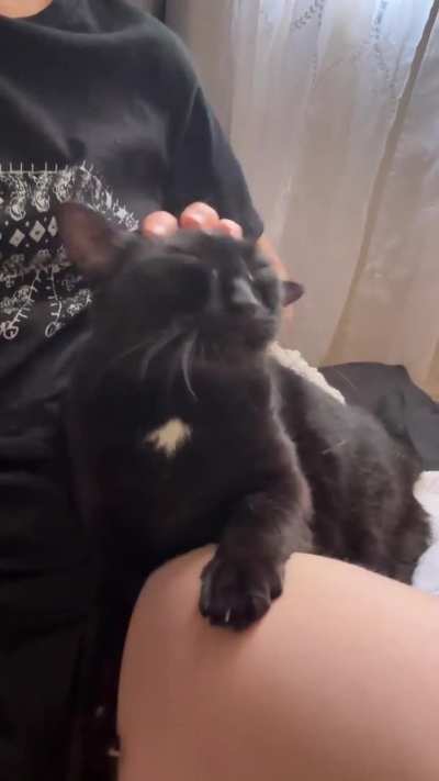 My sweet rescue girl is a velcro lap cat
