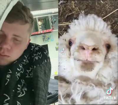 baaaaaa
