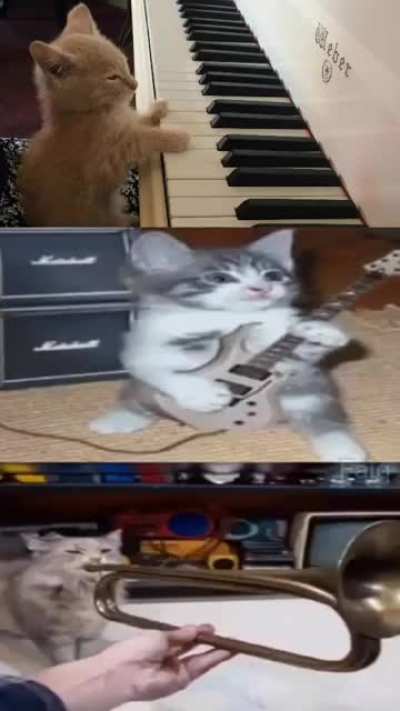 Cat.