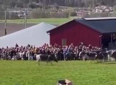 En Suecia se juntan todos a presenciar la largada de las vacas después de pasar el invierno en un establo.