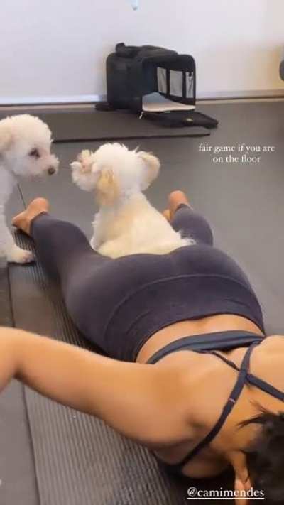 Playful Puppies