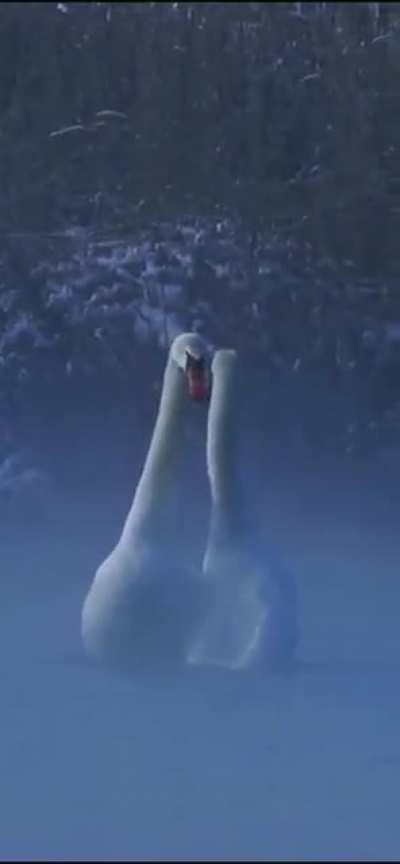 🔥Mute Swans (Cygnus olor), China