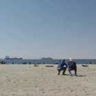 Good guys helping out a seal