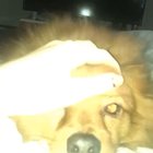 More pets