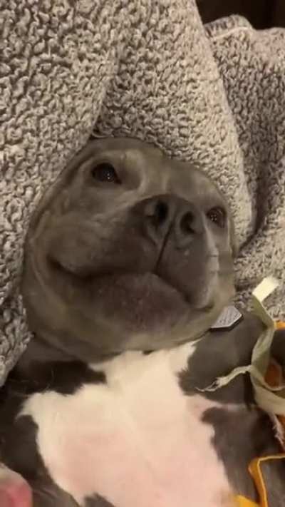 Chewbarka