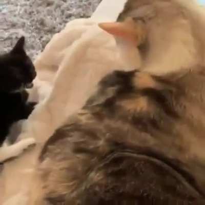 Touch tha Cat