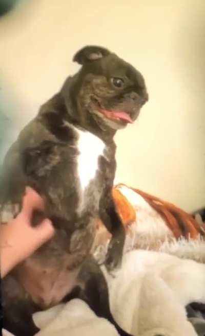 “PUG Life”