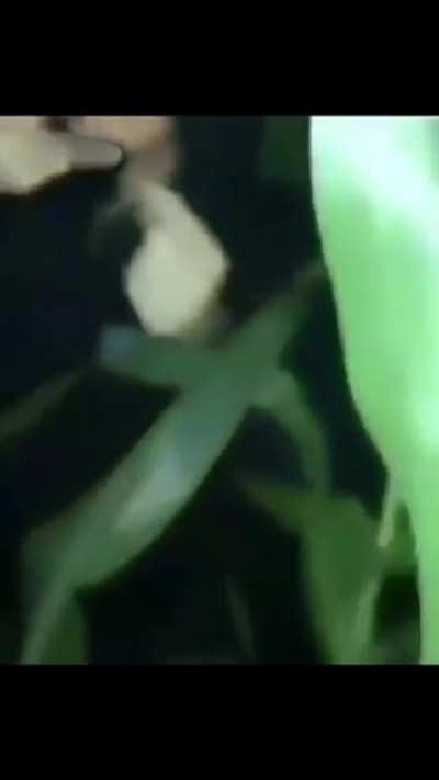 milharal ectares