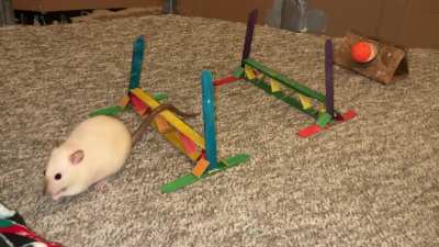 My talented pet rat Popcorn playing ratty flyball!