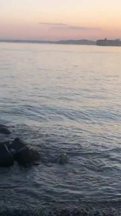 Found a saxophonist giving the perfect sunset serenade at my local beach the other night