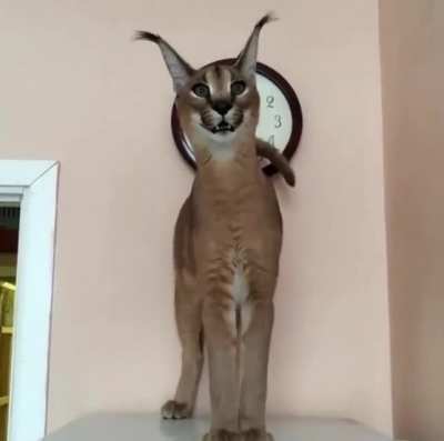 El Flõppo