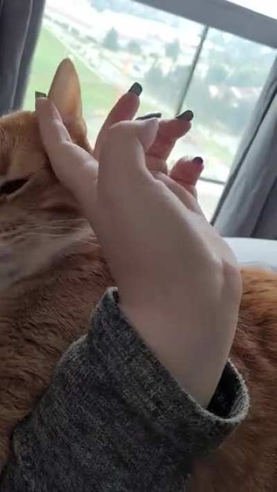 This guy demands pets then Bites then demands more pets!