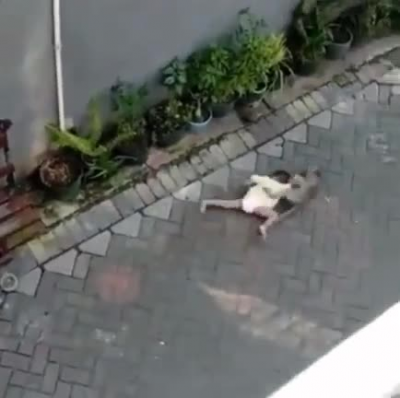 Monkey steal baby!<wbr>????!<wbr>!!!??<wbr>!,🤫🤫🤫<wbr>🤭🤭🤭🤭