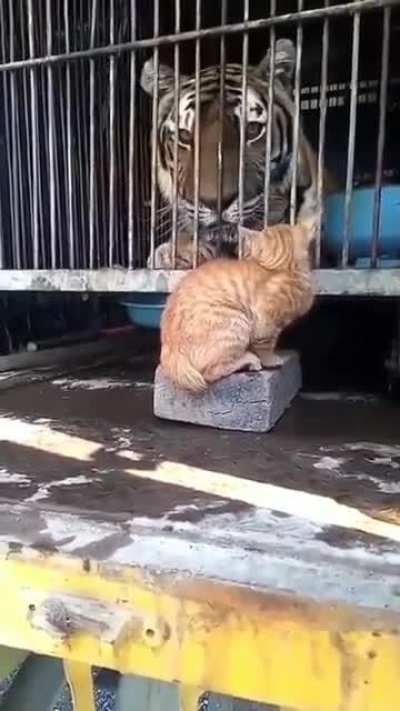 Котики