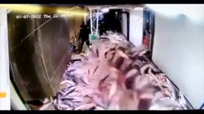 Salmon run irl