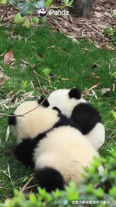 A panda a day keeps the sorrow away
