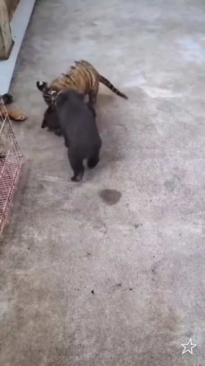 ¡Míralos Beelce! ¡Míralos y dime qué son adorables! ¡DIMELO!