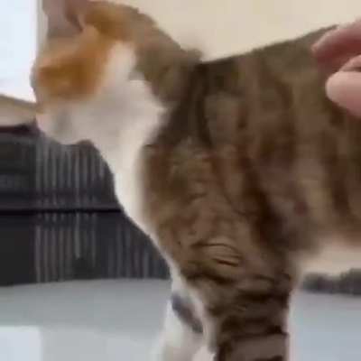 MEO-