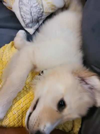 ViciOuS PuP AttAcK