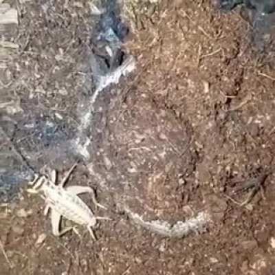 Massive spider eating grasshopper