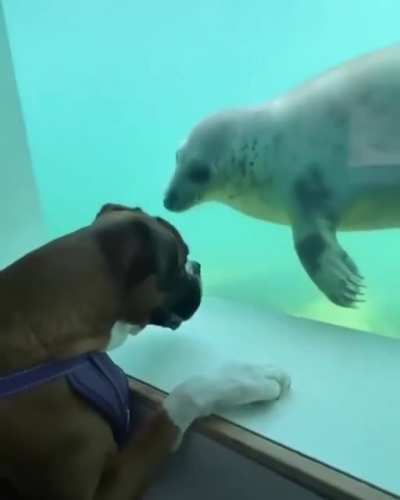 2 doggos of different worlds