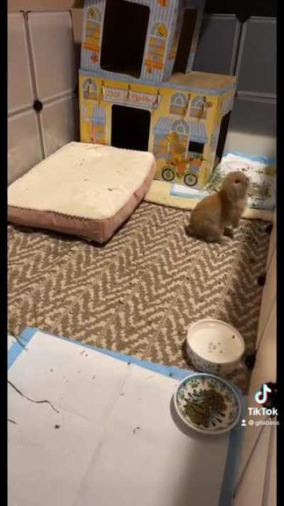 Took our new bun Gnocchi home on Monday and I think he’s excited :)